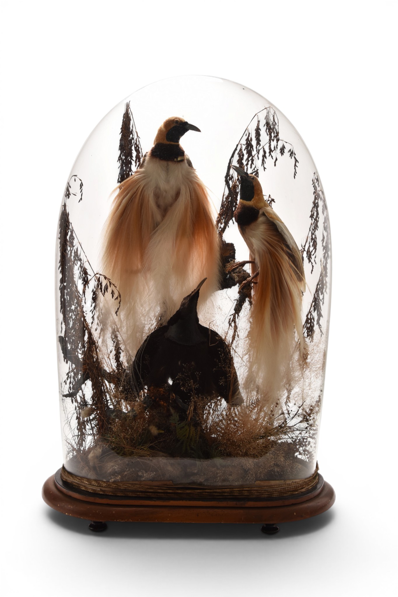 Taxidermy: A Victorian exotic ornithological display Halls | The Auction House